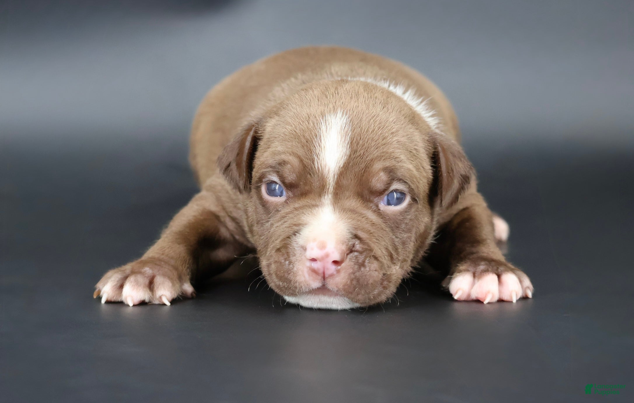American Bully dogs Set - XL - ABKC - Ad 1