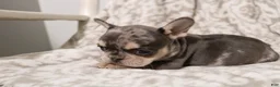 French Bulldog dogs for sale: Lars - Ad 12