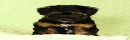 Yorkiepoo dogs for sale: Patriot - Ad 8