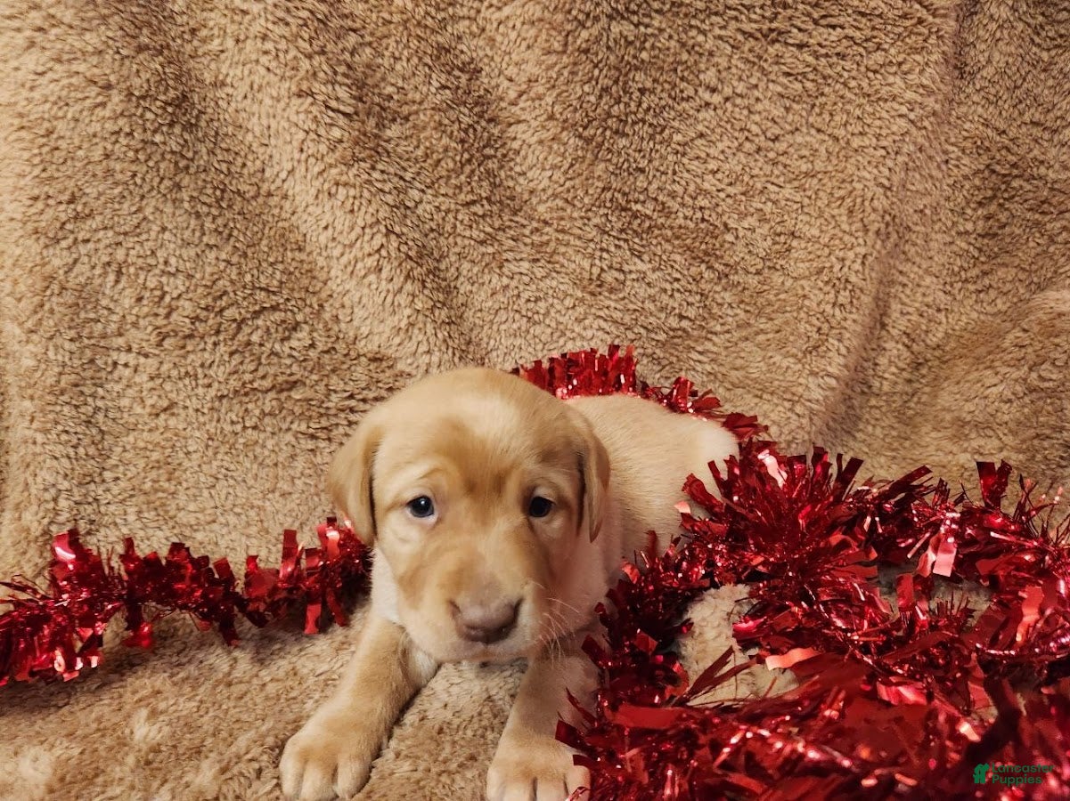 Labrador Retriever dogs George - Ad 2