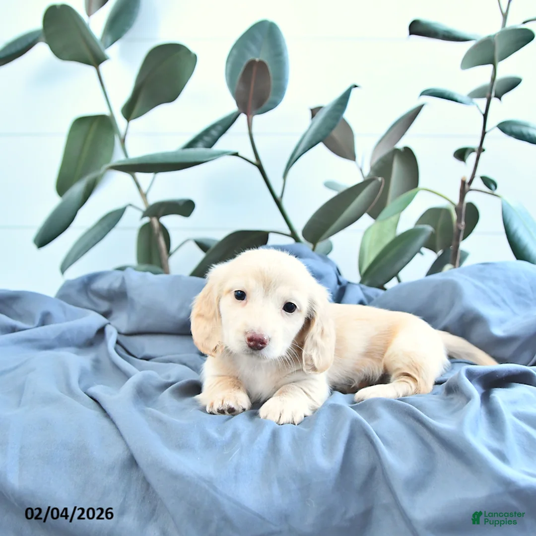 Miniature Dachshund dogs for sale: Oakley - Ad 4