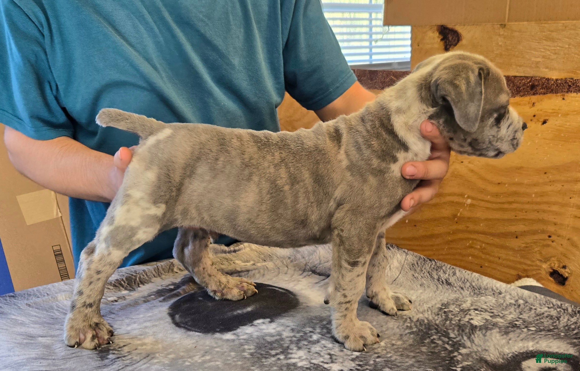 Mixed Breed dogs for sale: Hawks Mr Dewey - Ad 36