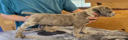 Mixed Breed dogs for sale: Hawks Mr Dewey - Ad 1