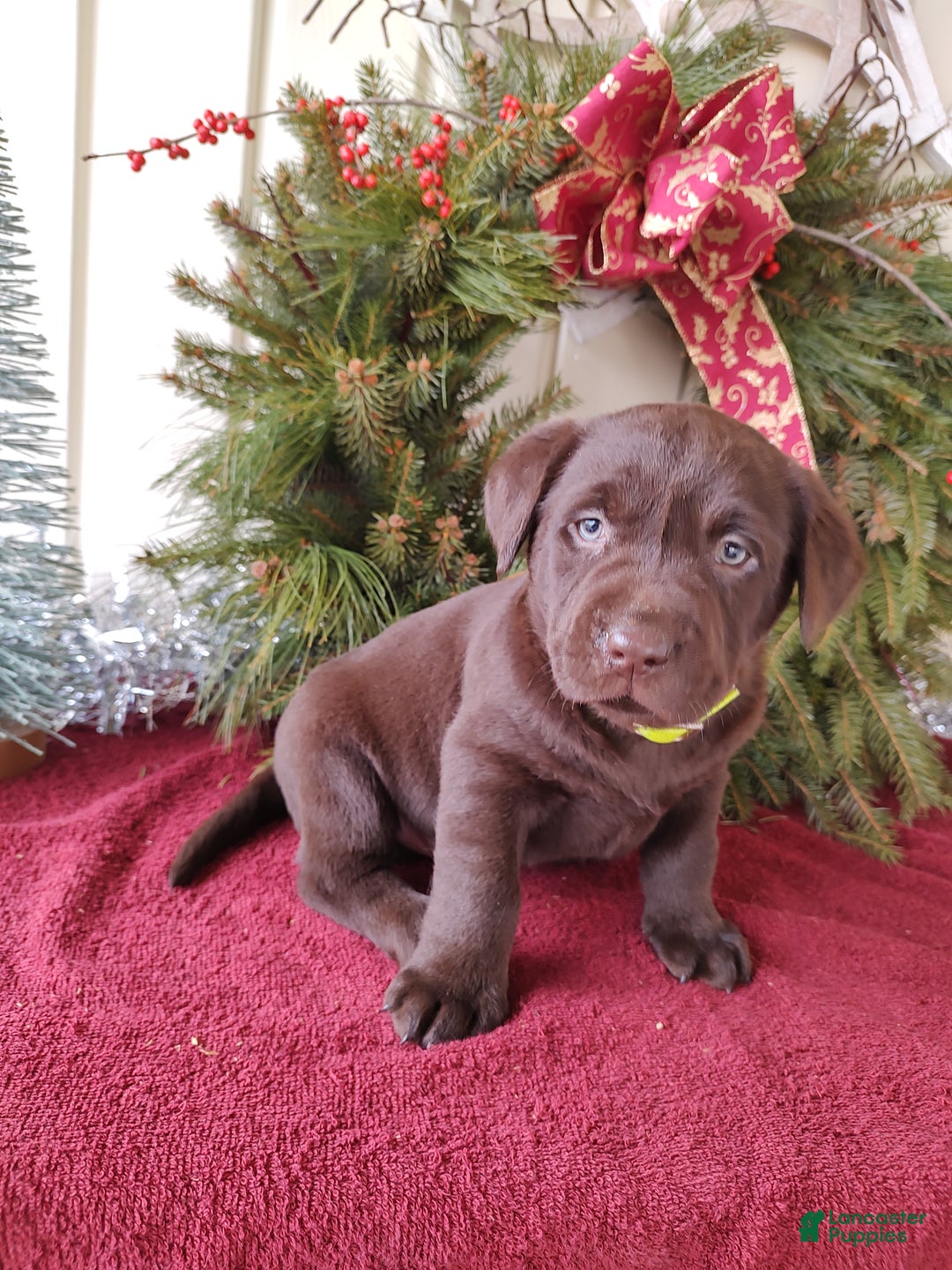 Labrador Retriever dogs for sale: Leo - Ad 3