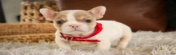 French Bulldog dogs for sale: Romeo - Ad 8