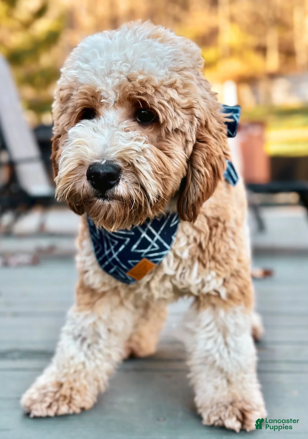 Goldendoodle dogs for sale: Flopsy  - Ad 9