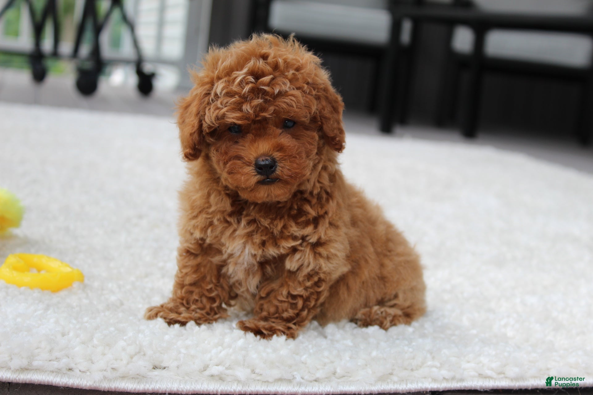 Toy Poodle dogs Tucker - Ad 2