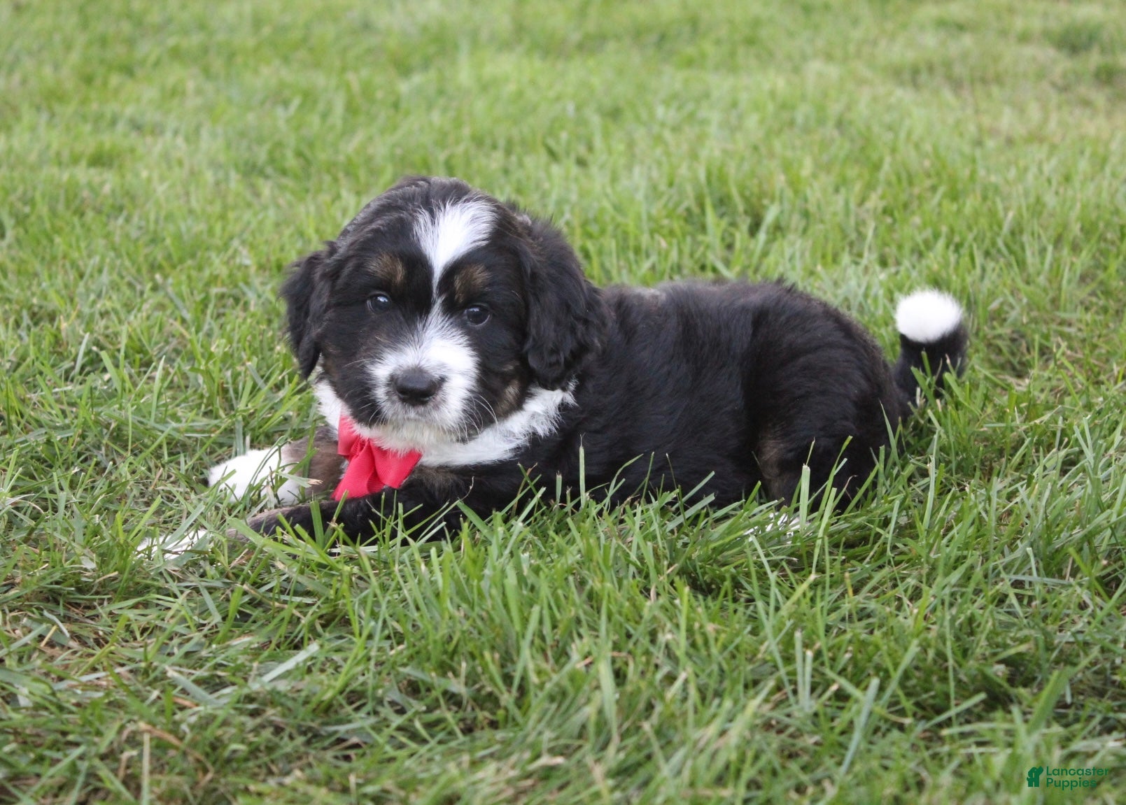 Mini Aussiedoodle dogs Karl 💎  - Ad 2