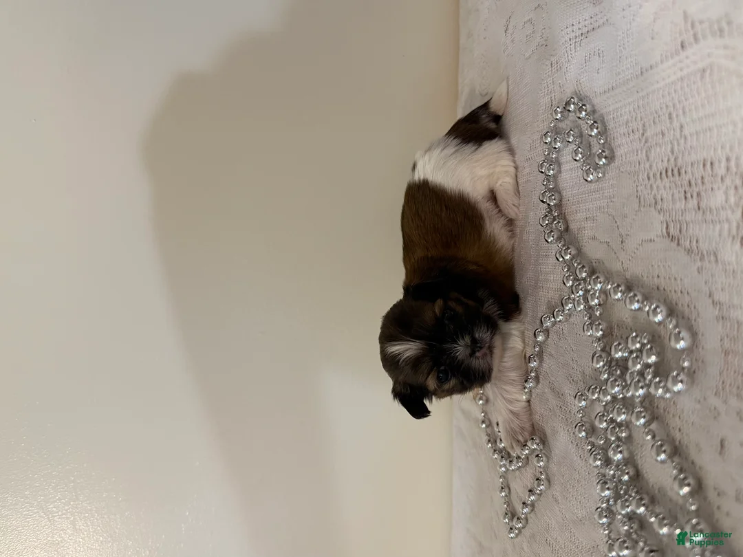 Shih Tzu dogs for sale: Toast Shih Tzu Puppy  - Ad 2