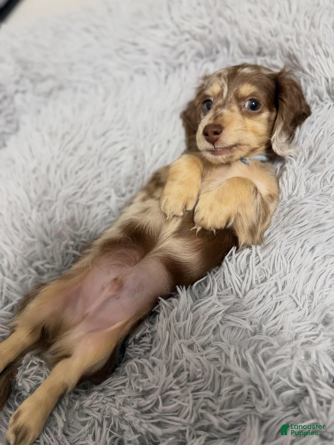 Dachshund dogs for sale: Dachshund Puppy 3 - Ad 2