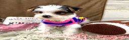 Yorkshire Terrier dogs for sale: Bonnie Bell - Ad 5