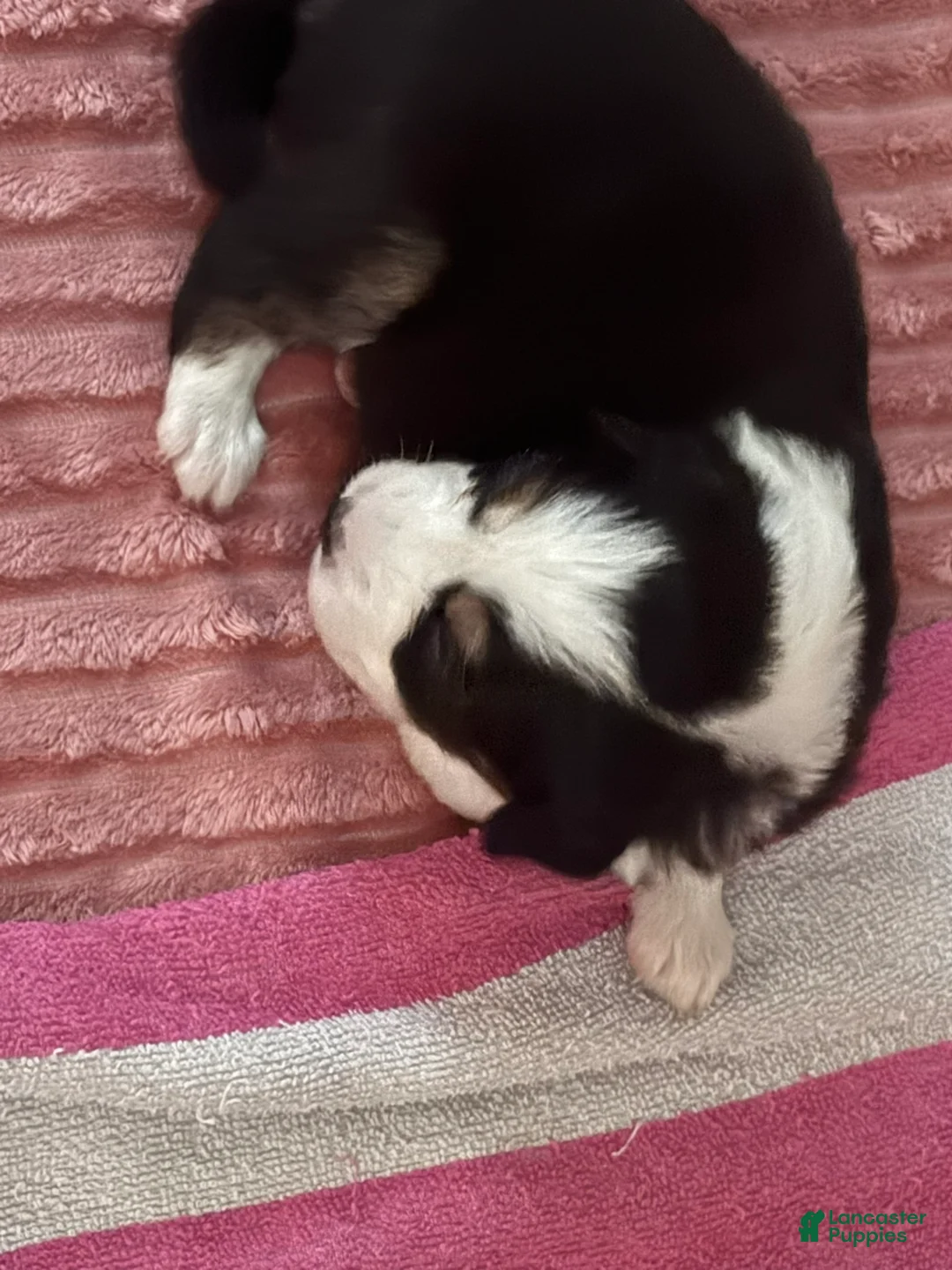 Mixed Breed dogs for sale: Daisy - Ad 2