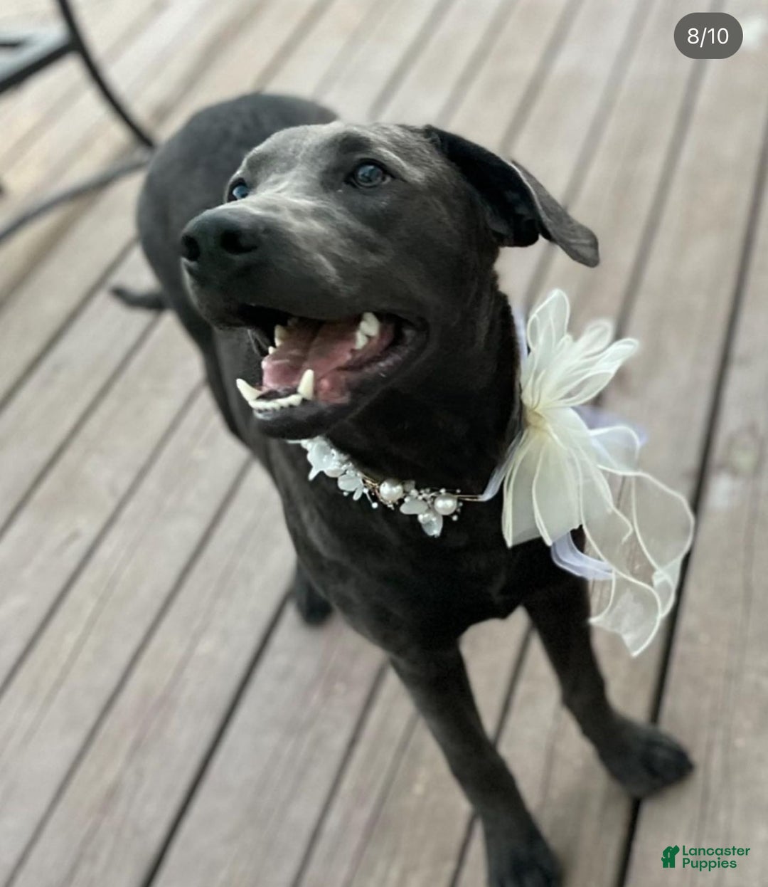 Labrador Retriever dogs for sale: Labrador Retriever Puppy- Grey collar - Ad 4