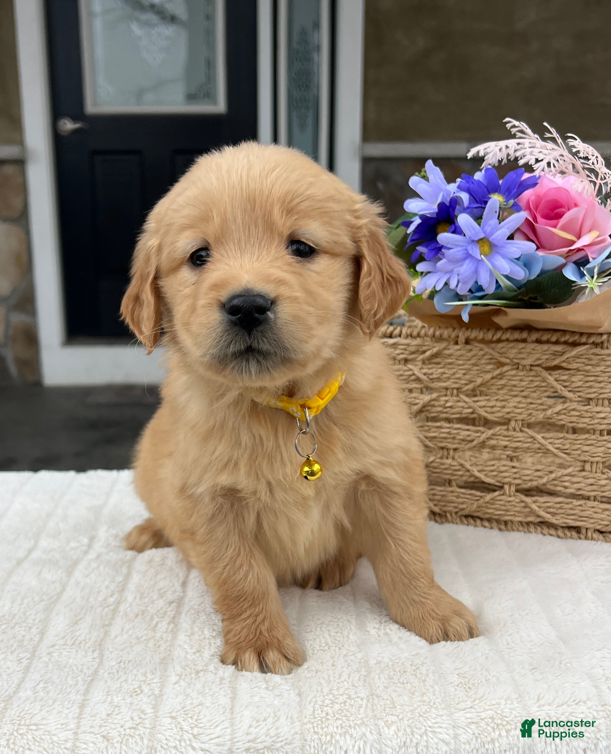 Golden Retriever dogs Dakota - Ad 2