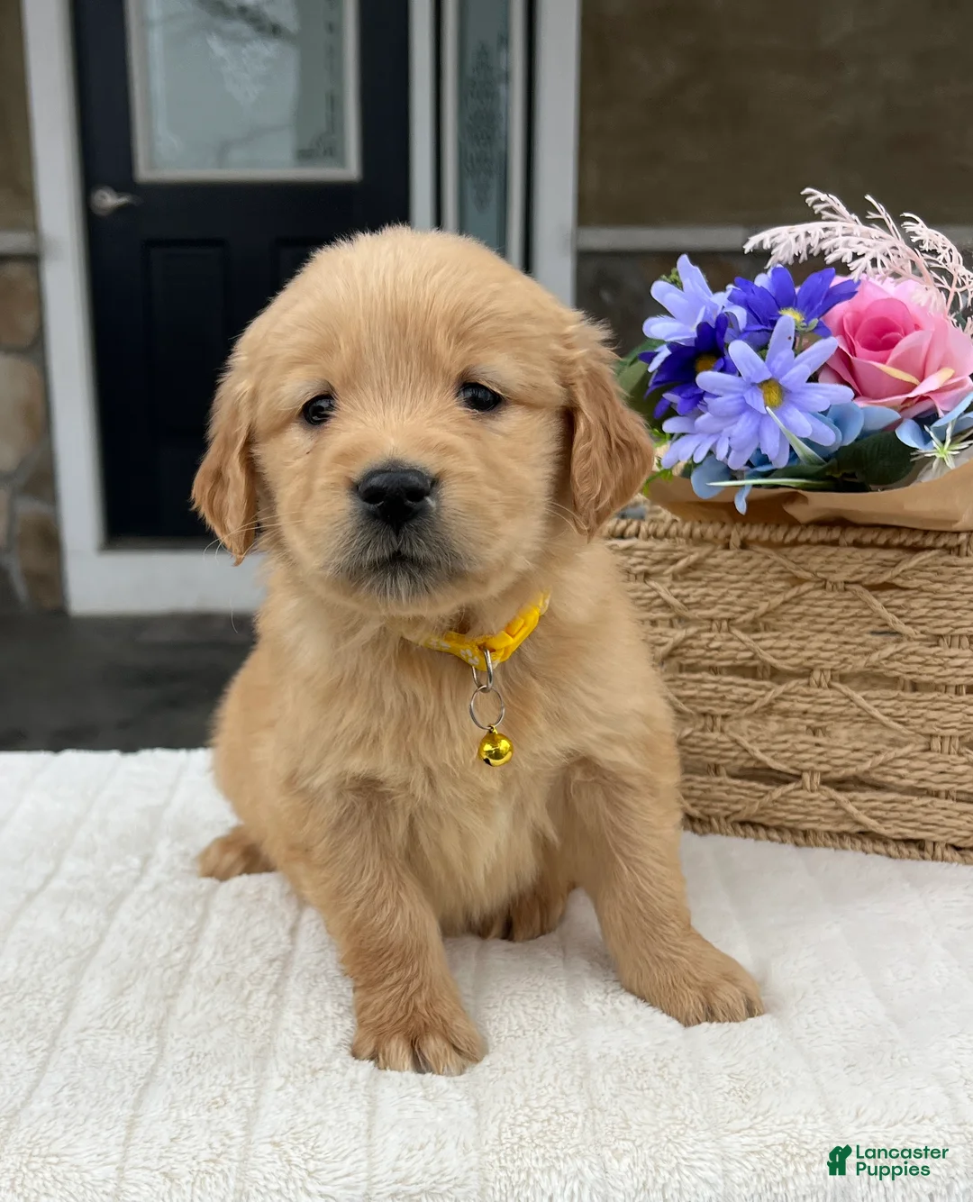 Golden Retriever dogs for sale: Dakota - Ad 2