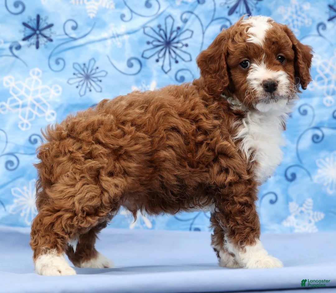 Cavapoo dogs for sale: Arney - Ad 5