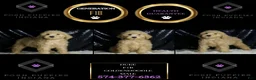 Mini Goldendoodle dogs for sale: Duke - Ad 6