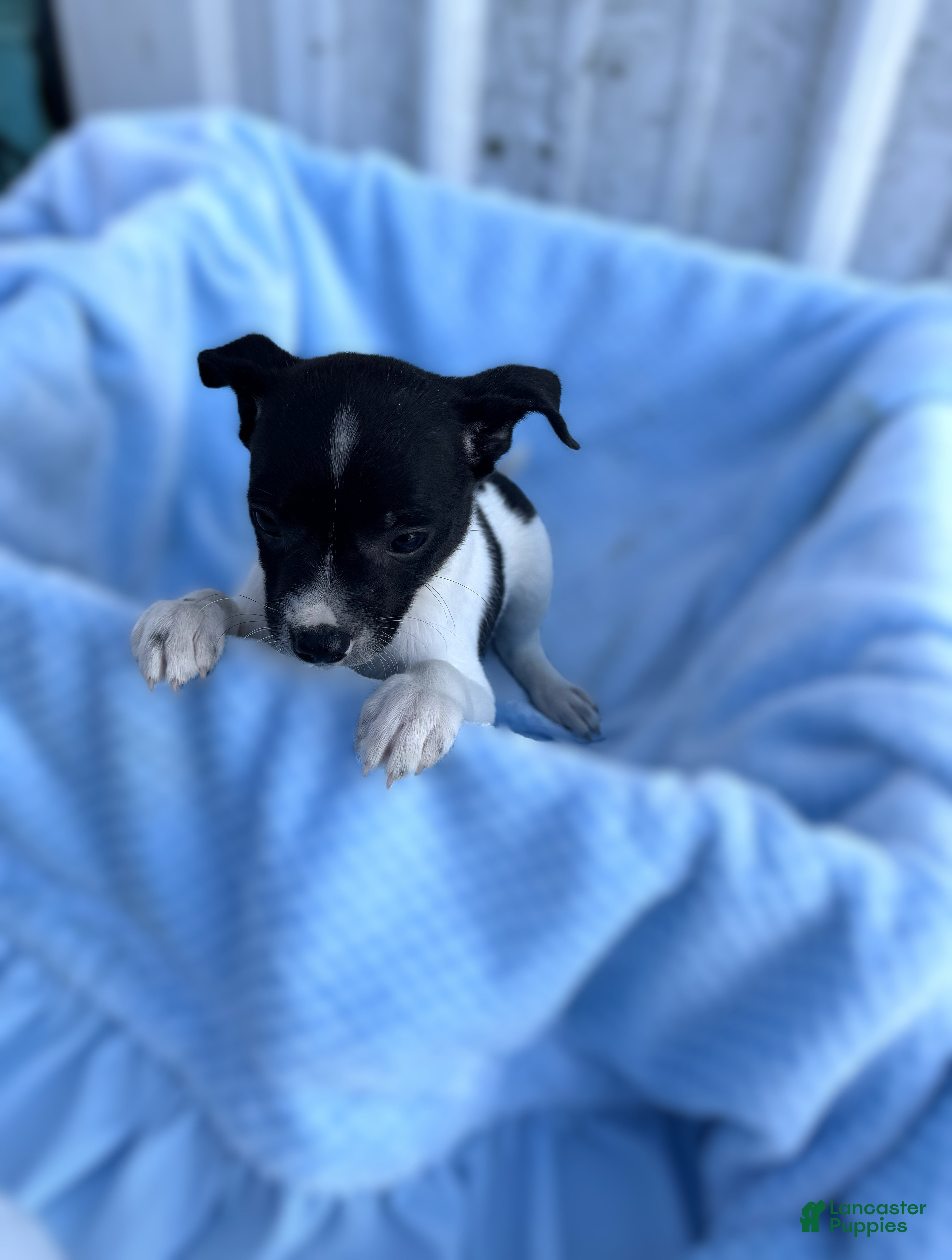 Chihuahua dogs Chihuahua Puppy 2 Mory - Ad 27