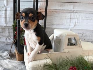 Toy Fox Terrier dogs Tucker - Ad 6