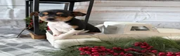 Toy Fox Terrier dogs for sale: Tucker - Ad 1