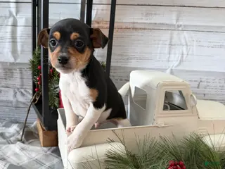 Toy Fox Terrier dogs Tucker - Ad 12