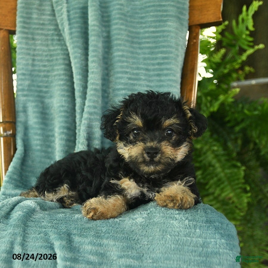 Yorkiepoo dogs Lilac  - Ad 2
