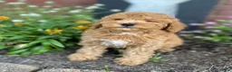 Miniature Poodle dogs for sale: Winnie - Ad 4