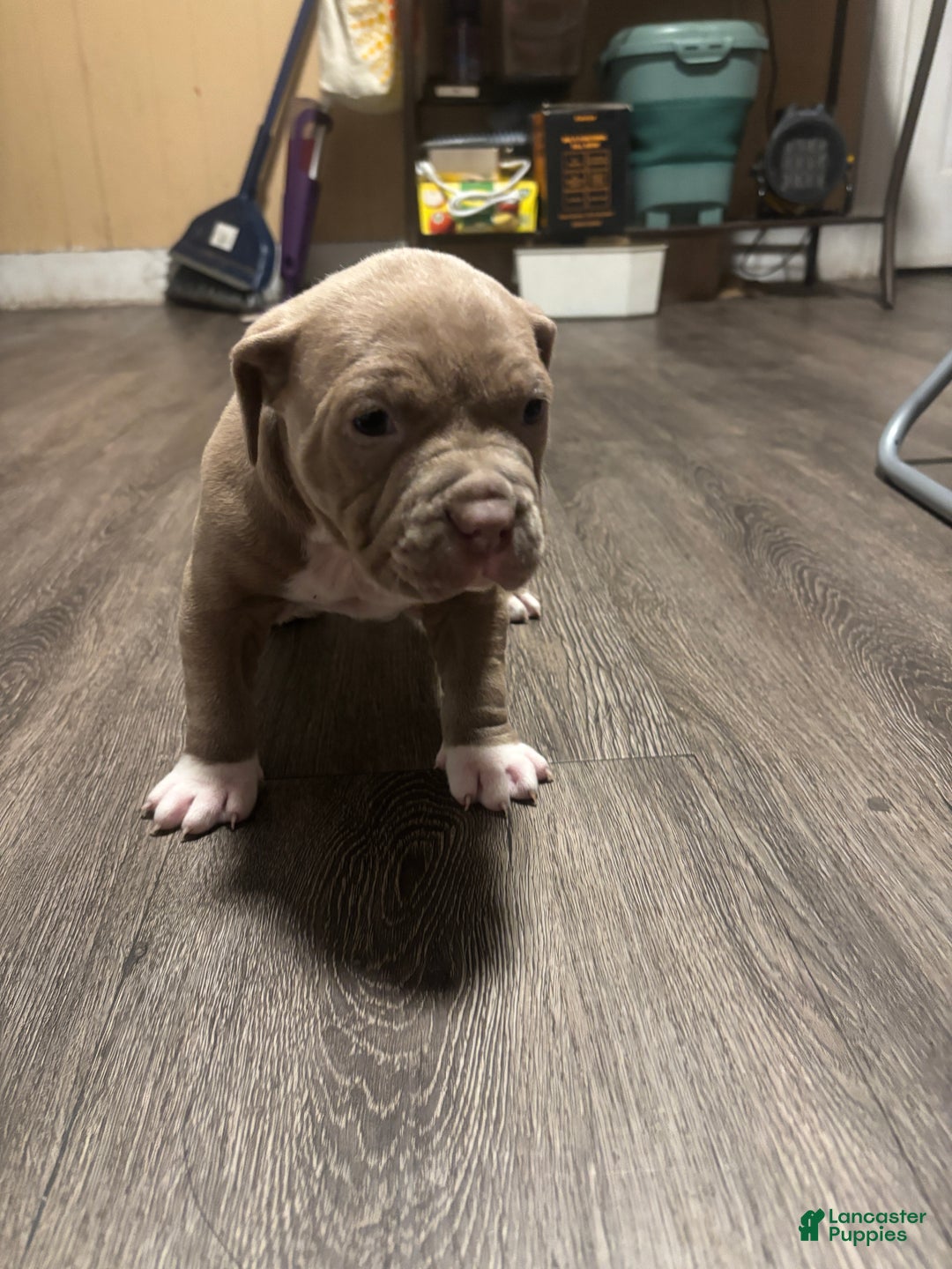 American Pit Bull Terrier dogs for sale: American Pit Bull Terrier Puppy 1 - Ad 2