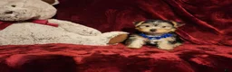Yorkshire Terrier dogs for sale: *KODY* - Ad 10