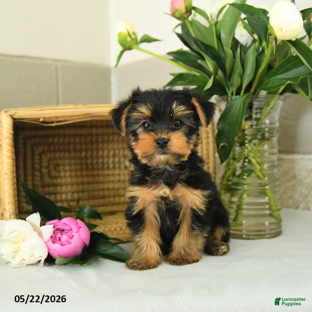 Yorkshire Terrier dogs for sale: Eddie - Ad 1
