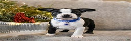 Boston Terrier dogs for sale: Chipper - Ad 2