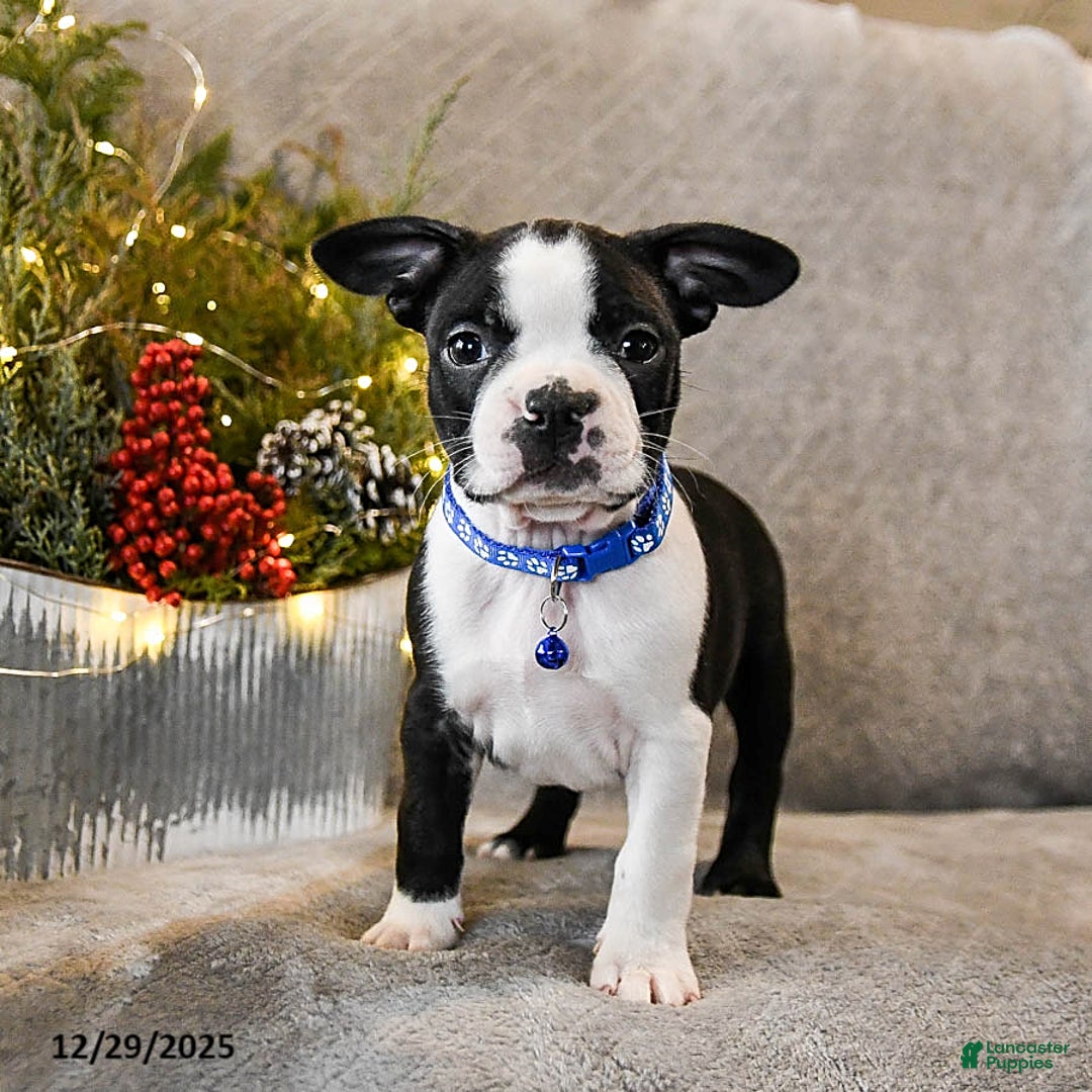Boston Terrier dogs for sale: Chipper - Ad 2