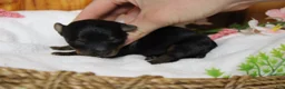 Yorkiepoo dogs for sale: Pedro  - Ad 7