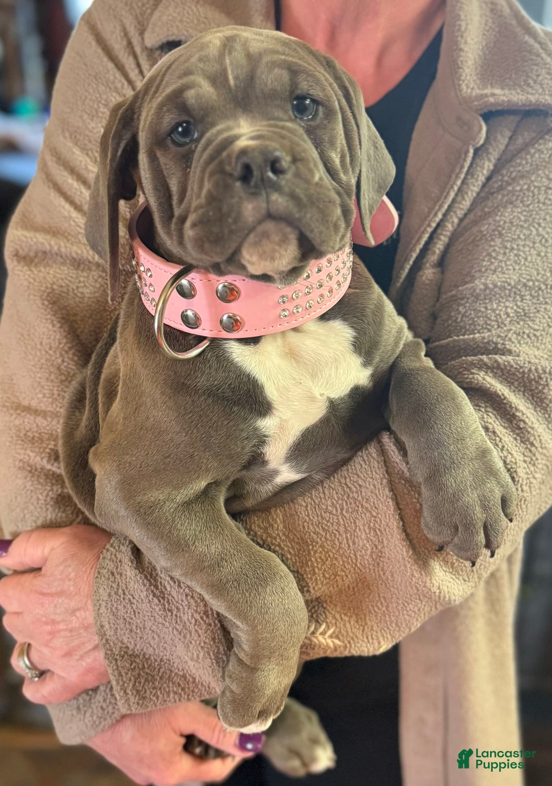 Gallery Image {{count}}