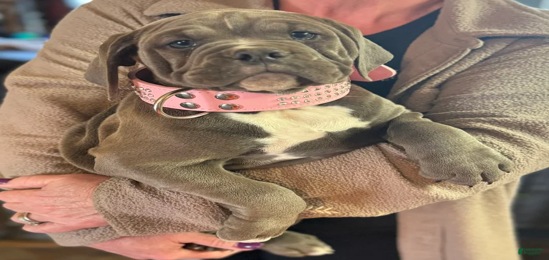 Gallery Image {{count}}