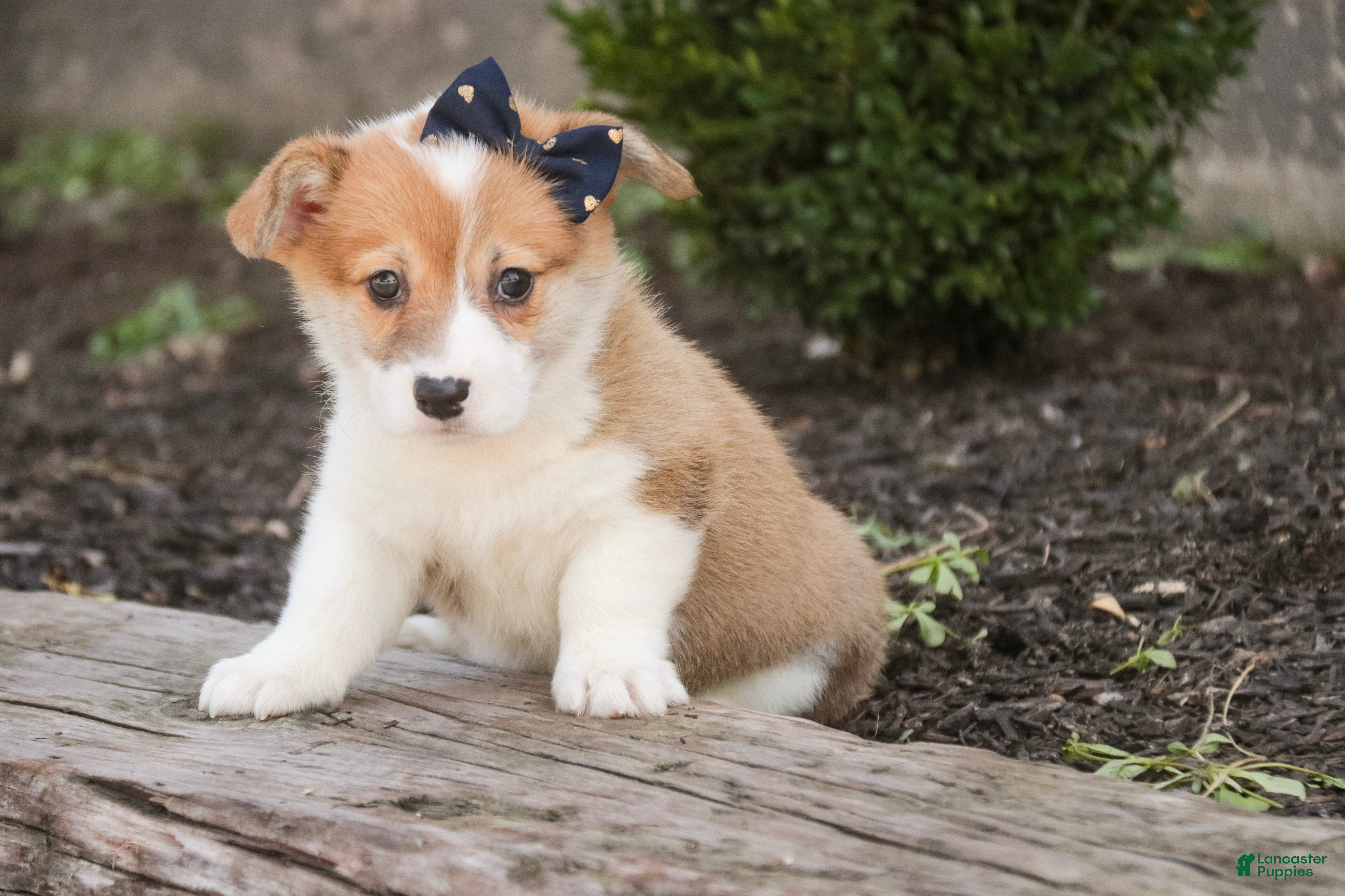Welsh Corgi Pembroke dogs Mila Welsh Corgi Pembroke  - Ad 2