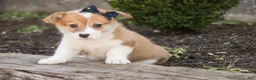 Welsh Corgi Pembroke dogs for sale: Mila Welsh Corgi Pembroke  - Ad 2