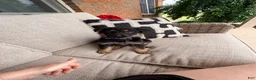 German Shepherd dogs for sale: German Shepherd Puppy 1 - Ad 14
