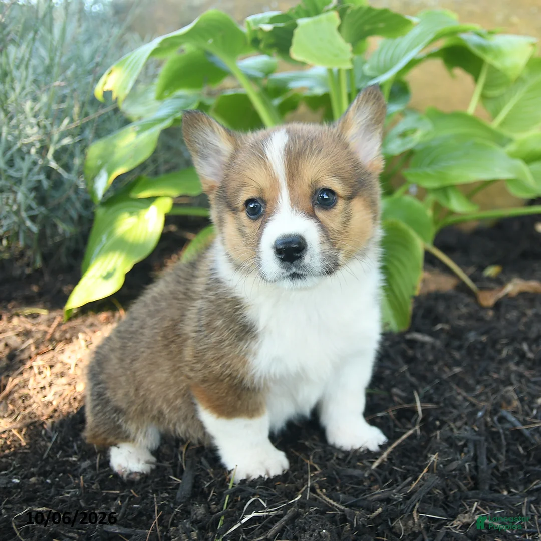 Welsh Corgi Pembroke dogs for sale: Cracker - Ad 1