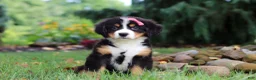 Bernese Mountain Dog dogs for sale: Sugar - Ad 5