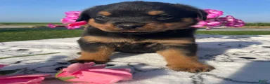 Roxy
