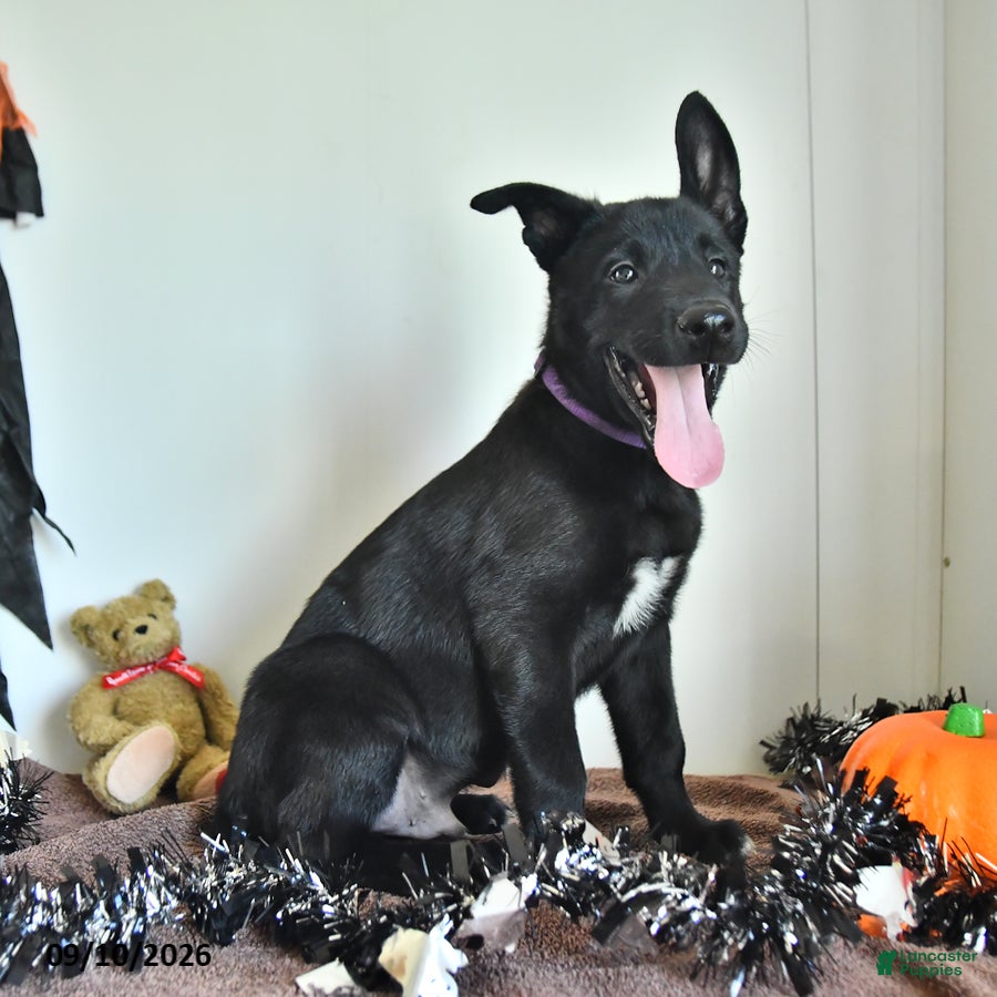 Belgian Malinois dogs Mooney - Ad 2