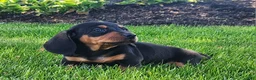 Miniature Dachshund dogs for sale: Rocky - Ad 4