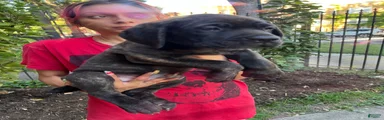 Brindle Male Cane Corso Puppy