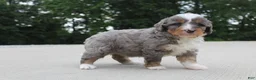 Mini Bernedoodle dogs for sale: Callie - Ad 4
