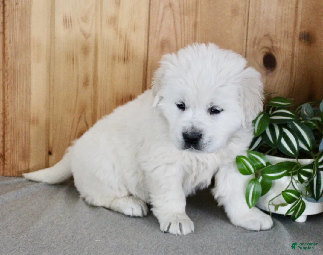 Golden Retriever dogs for sale: Sparky - Ad 3