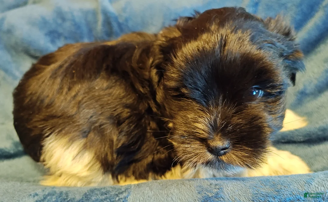 Miniature Schnauzer dogs for sale: Miniature Schnauzer Boy 1 - Ad 3