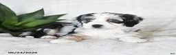 Bernedoodle dogs for sale: Nova - Ad 4