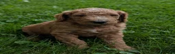 Goldendoodle dogs for sale: Carson  - Ad 13