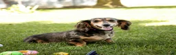 Miniature Dachshund dogs for sale: Daily Miniature Dachshund Puppy  - Ad 5